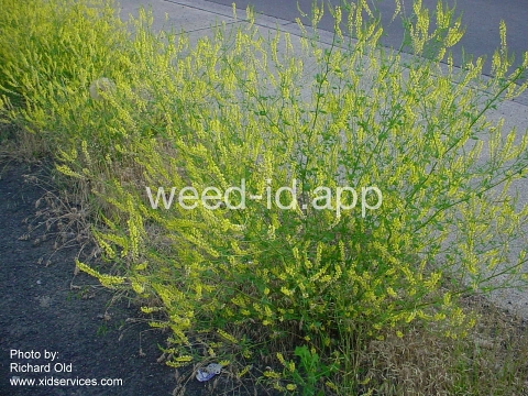 sweetclover, yellow